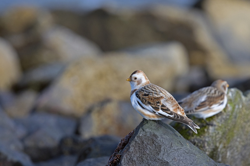 vertebrate, rock - object, one animal, animal, animal themes, birds, day, bird, surface level, rock, snow bunting, close-up, perching, north sea, full length