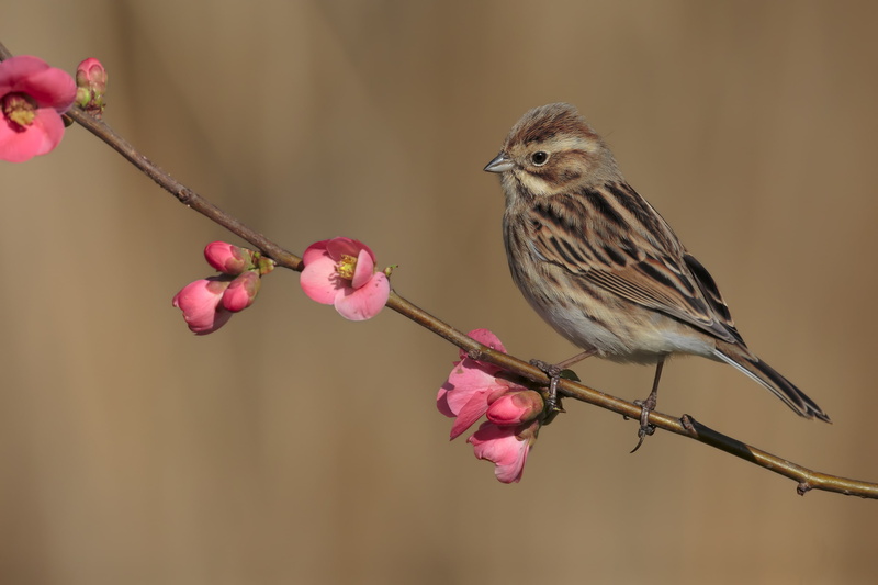 wildlife, bunting, 2K, bird, passerine