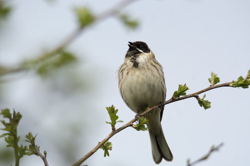 Wildlife, animal, nature, REVIVAL, Reed Bunting, branch, reed, brown, BIRD, brown robin, bunting, 5K, beak, robin, GARDEN, Passerines
