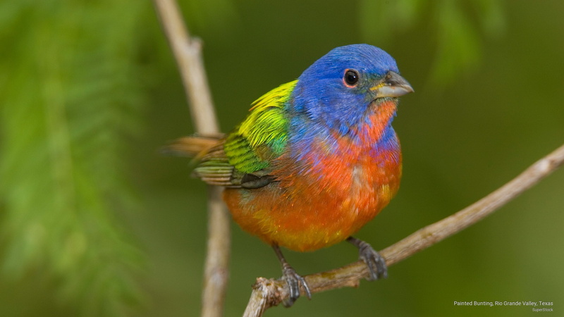 painted, texas, valley, Birds, rio, grande, bunting, 2K