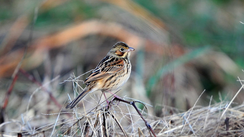vertebrate, focus on foreground, emberiza, selective focus, full length, no people, animals in the wild, one animal, perching, passerine bird, environment