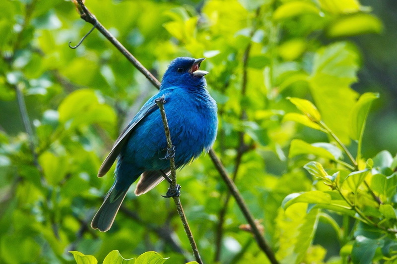Leaf, Tree, Indigo Bunting, Blue, Animal, Birds, Branch, 720P, Bird