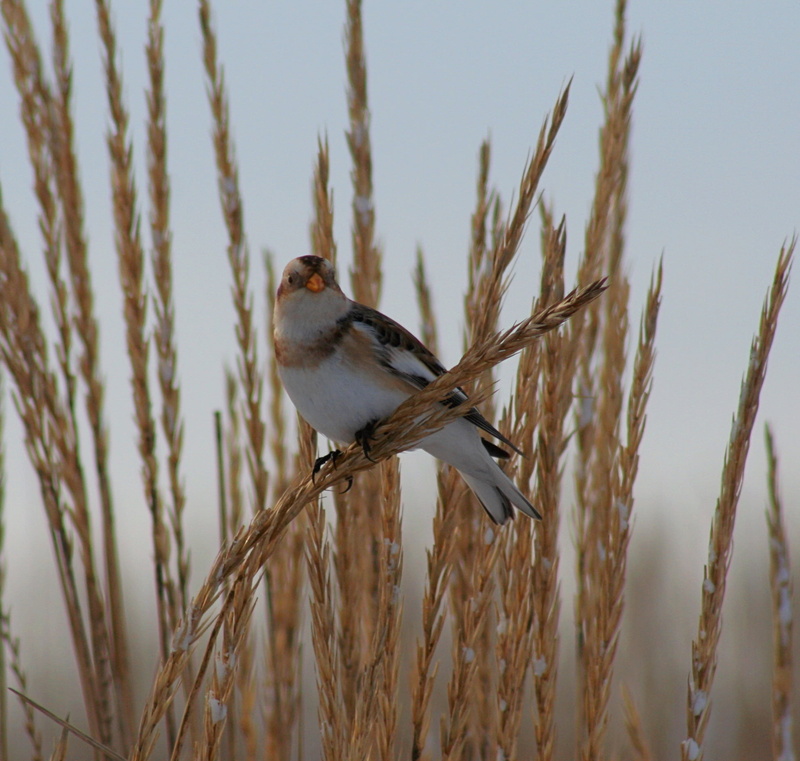 snow  bunting, dornoch, wildlife, hay, Snow Bunting, uk, perching, daytime, bunting, black bird, white, scotland, nature, black, plectrophenax nivalis
