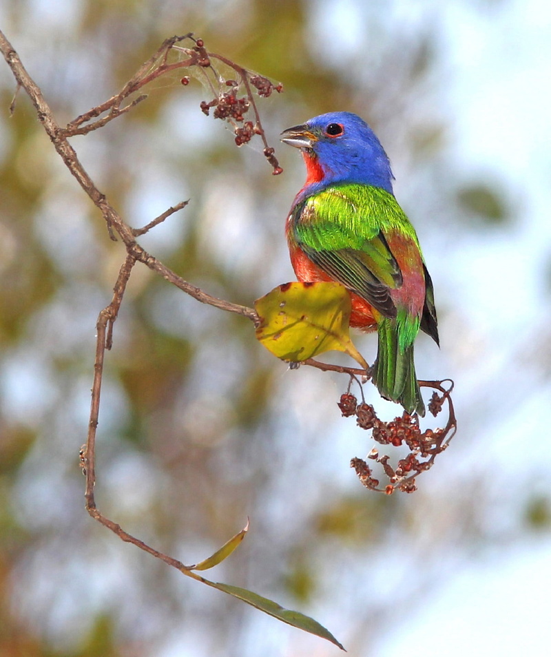 bird, painted bunting, photography, animals In The Wild, tree, branch, no people, little, nature, wildlife, one animal, zoology, multicolored, animal, perched