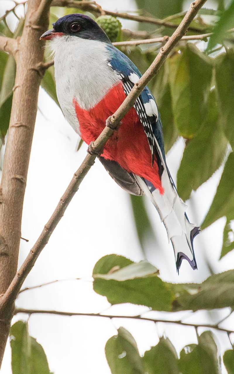 vertebrate, tree, animal wildlife, leaf, branch, cuba, one animal, rainbow lorikeet, animals in the wild, outdoors, no people, parrot, nature, tocororo