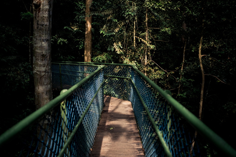 tree, no people, land, direction, plant, trail, path, walkway, porch, wood, garden, forest, house, suspension bridge, rope bridge, diminishing perspective