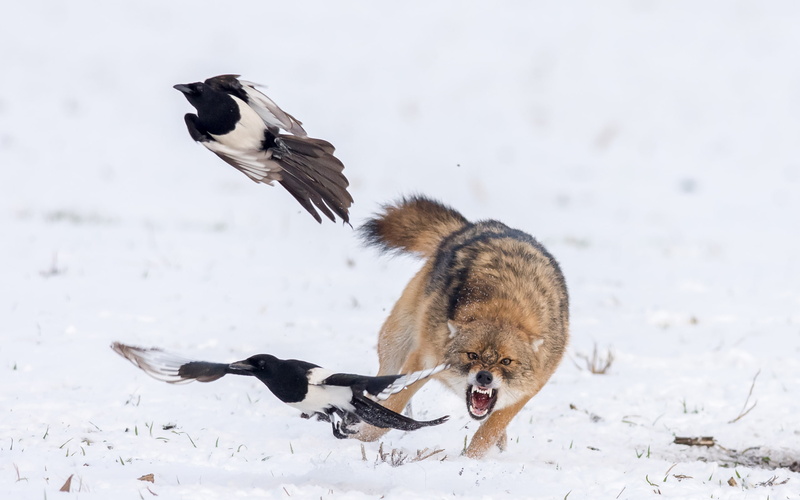wildlife, animals, wolf, nature, birds, snow, 2K