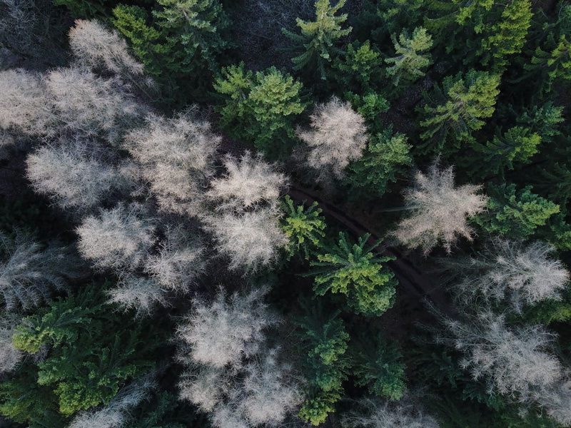 high angle view, green color, djimavic, freshness, explore, drone, fragility, green, white, plant, winter, fir tree, tranquility, germany, kassel, 4K