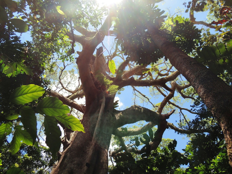 sun, tree, leaf, new caledonia (mont mou), streaming, beauty in nature, tropical, day, lens flare, sky, 1080P, sunlight, branch, trunk, forest, nature