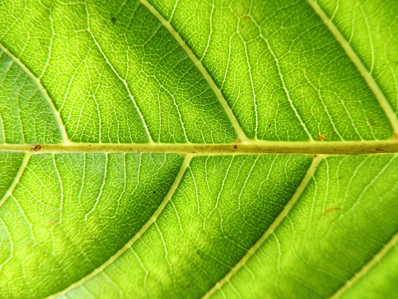 macro, plant, nature, textured effect, 4K, tree, extreme close-up, day, full frame, new caledonia, close-up, forest, outdoors, drop, leaf, textured, pattern