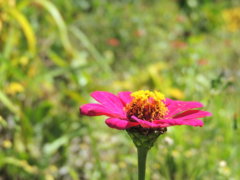 vulnerability, flowering plant, pollen, freshness, nature, color, no people, flower, outdoors, mare, beauty in nature, close-up, focus on foreground, new caledonia