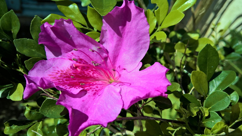 pink color, no people, pollen, nature, day, leaf, freshness, fragility, flowering plant, new caledonia, beauty in nature, plant part, vulnerability, flower head