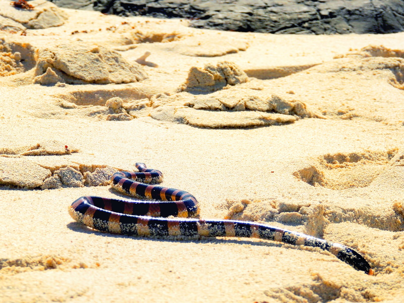 pacific, holiday, outdoors, land, no people, tranquility, beauty in nature, new caledonia, tropical, sunlight, sun, snake, high angle view, sunny, sea
