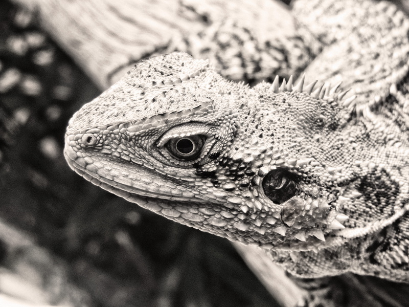 bearded dragon, animal scale, iguana, side view, outdoors, animal head, new caledonia (noumea), animal body part, nature, animal eye, focus on foreground