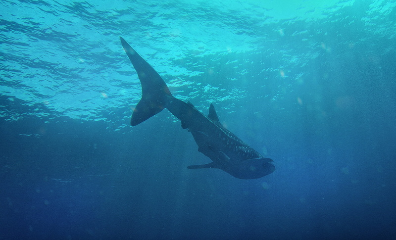 animals in the wild, nature, deep blue, 2K, no people, sea, water, underwater, mammal, fish, undersea, shark, voh, one animal, diving, sea life, animal themes