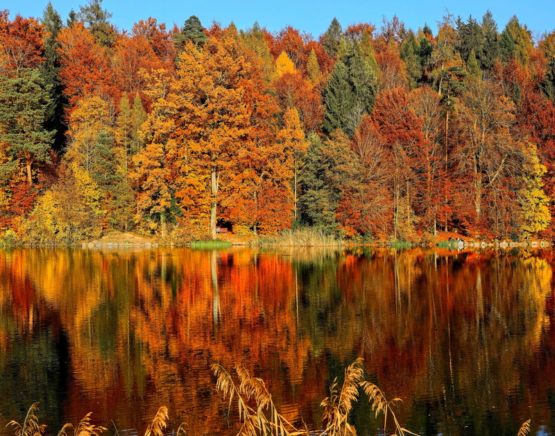 background, plant, sorrounded, change, leaves, reflection, orange, day, 5K, foilage, scenics - nature, waterfront, fall, orange color, beauty in nature