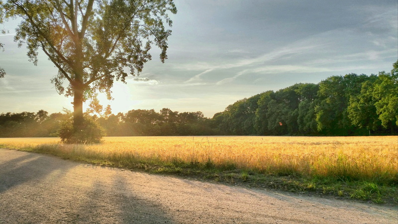 no people, tranquility, idyll, land, sky, tall, sun, agriculture, sunlight, sunset, forest, green, 4K, light, field, grass, woodland, nature, daytime