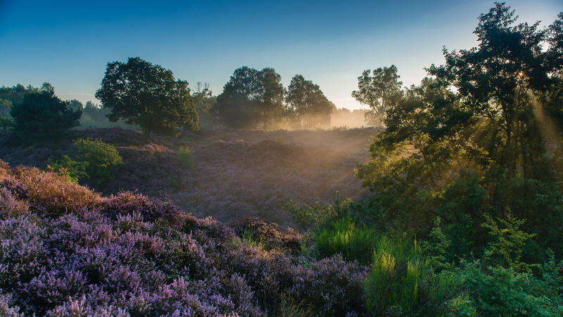 National Park Veluwezoom, Rheden, Veluwezoom National Park, morning, Gelderland, rays, Netherlands, 1080P, Heather, dawn, trees