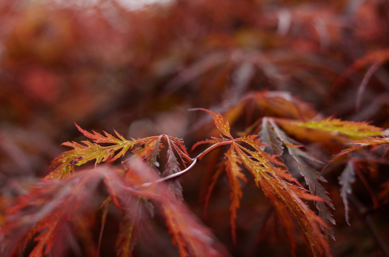 plant, autumn, plant part, focus on foreground, maple leaf, red, change, healthy eating, 4K, netherlands, leaf, gelderland, close-up, selective focus
