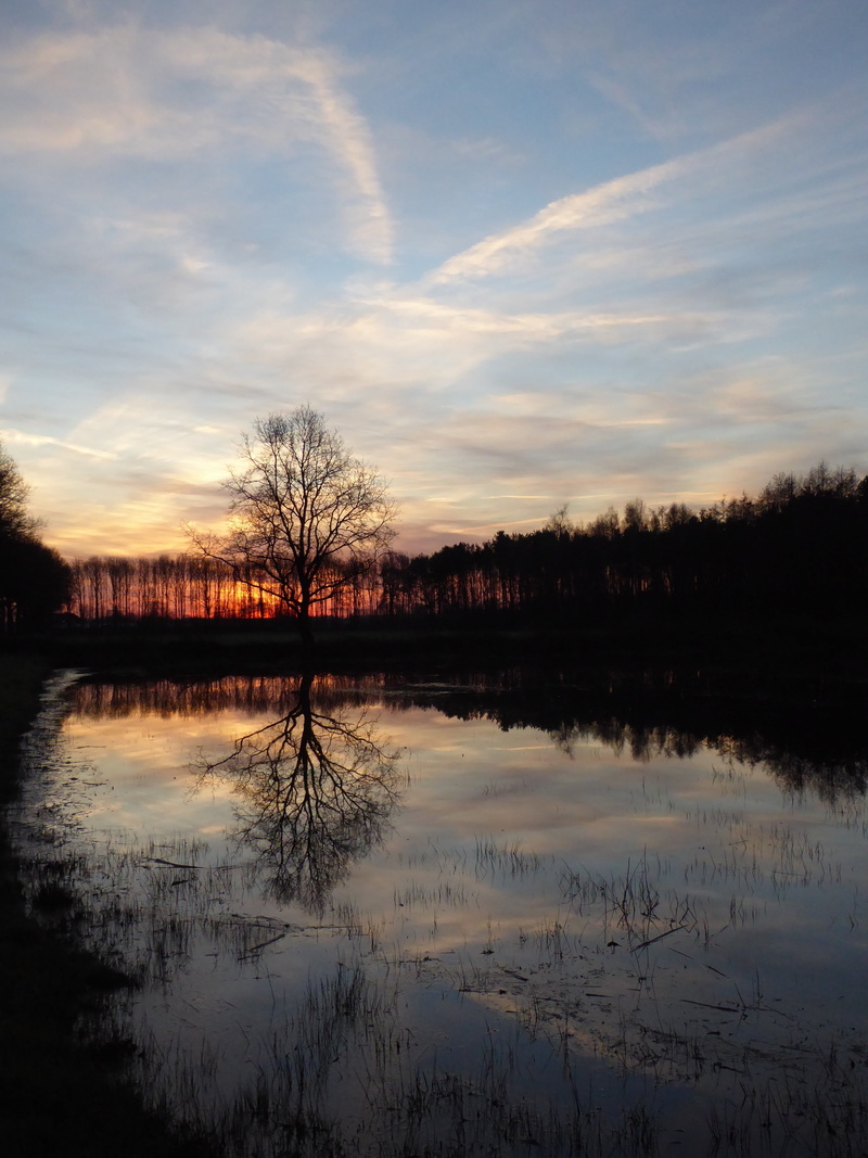 reflection lake, zelhem, 4K, tranquil scene, tree, idyllic, non-urban scene, plas, gelderland, nature, sunrise, tranquility, nijman dike, beauty in nature