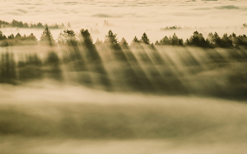 Forest, Mavericks, os, k, x, 4K