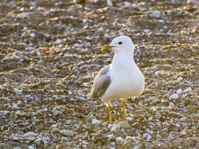 animal, close-up, no people, animal wildlife, seagull, bird, land, perching, animal themes, one animal, outdoors, solid, water bird, animals in the wild