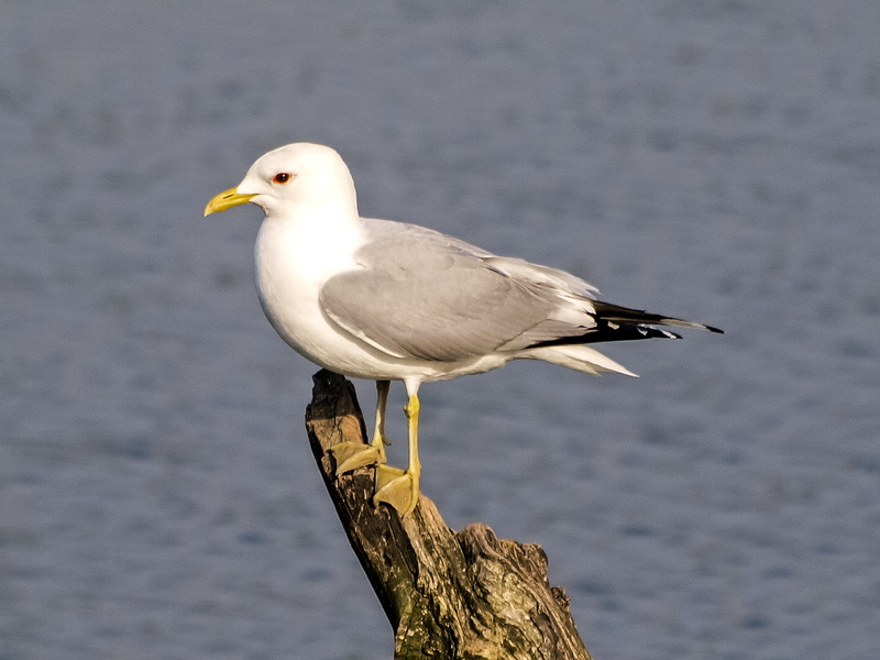 side view, water bird, focus on foreground, white color, 4K, wooden post, animals in the wild, outdoors, nature, beak, animal wildlife, seagull, water