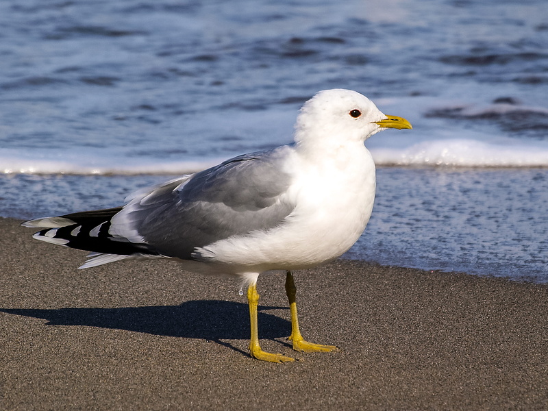 outdoors, vertebrate, nature, 4K, Water Bird, no people, sunlight, land, animal, perching, day, animal themes, beach, water, bird, focus on foreground
