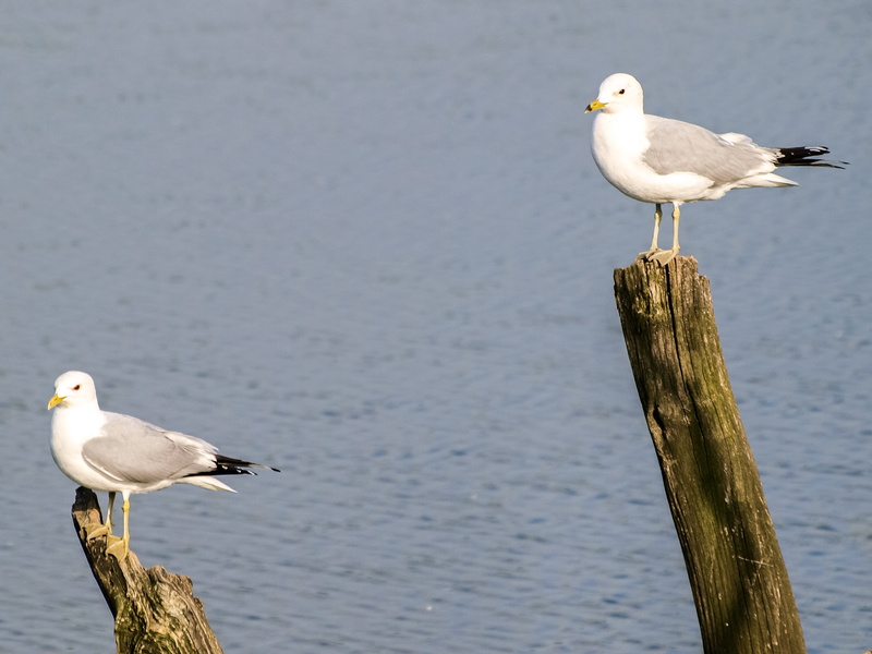animals in the wild, two animals, water, 4K, one animal, animal, outdoors, wood - material, Water Bird, Mew Gull, no people, nature, group of animals