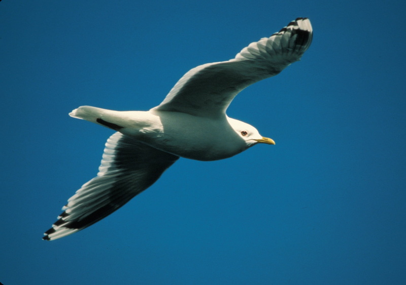 seagull, in flight, animals in the wild, white, marine, mew gull, seabird, nature, animal wing, portrait, wildlife, sky, bird, wings, animal wildlife, outdoors