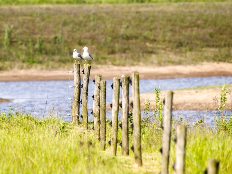 plant, animal wildlife, day, vertebrate, land, field, animal, water, tranquil scene, animals in the wild, no people, water bird, wooden post, post, wood - material