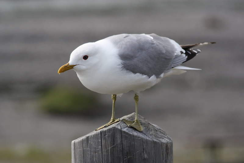 day, animal, animals in the wild, post, gull, macro, focus on foreground, nature, wooden post, beak, hannawacker, wildlife, white color, perched, wood - material