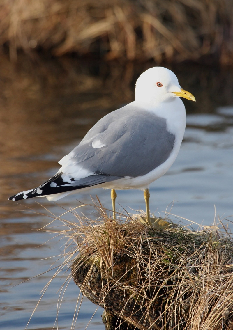 land, wildlife, bird, nature, water, lake, animal, marine, wood - material, beach, feather, seaside, close up, animal themes, beak, macro, mew seagull