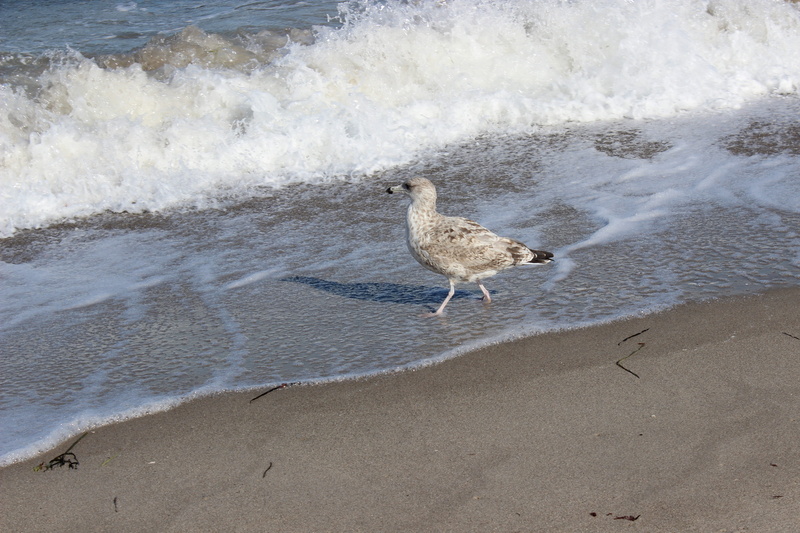 sea, wave, mew gull, one animal, land, animal, beauty in nature, 5K, bird, animal wildlife, motion, seevogel, beach, seagull, animal themes, outdoors
