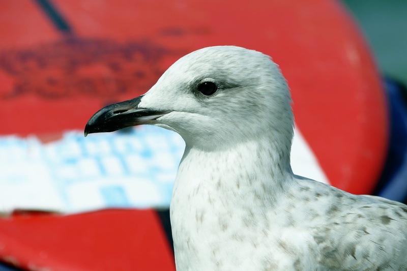 4K, shore, coastal, gull-billed, headed, seaside, vertebrate, beak, blue, sky, wing, chroicocephalus, sea, water, ocean, landscape, orientation, feather