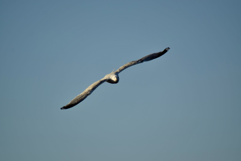 clear sky, animal themes, low angle view, Mew Gull, outdoors, 5K, one animal, day, mid-air, no people, Sea Bird, nature, animals in the wild, sky, animal