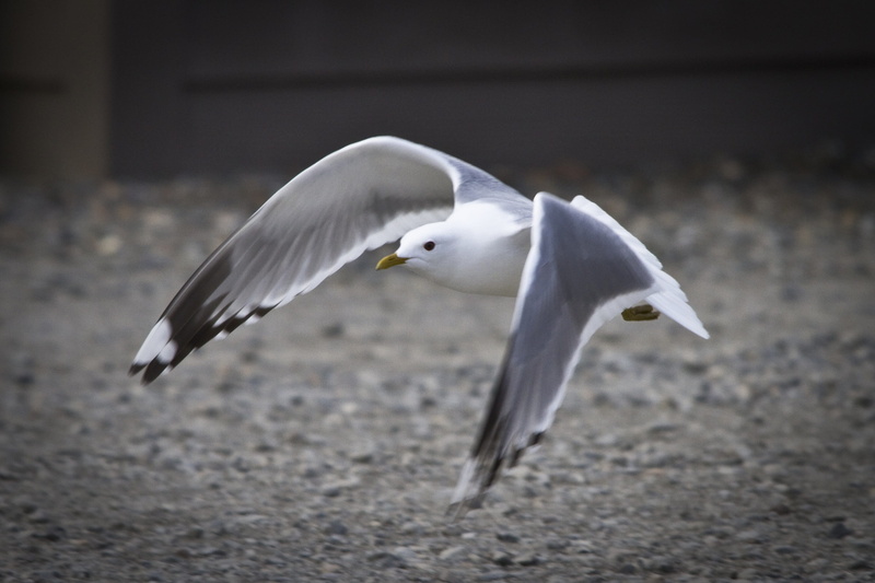 mew gull, vertebrate, animal themes, focus on foreground, animal wildlife, in flight, wings, motion, close-up, full length, animals in the wild, wildlife
