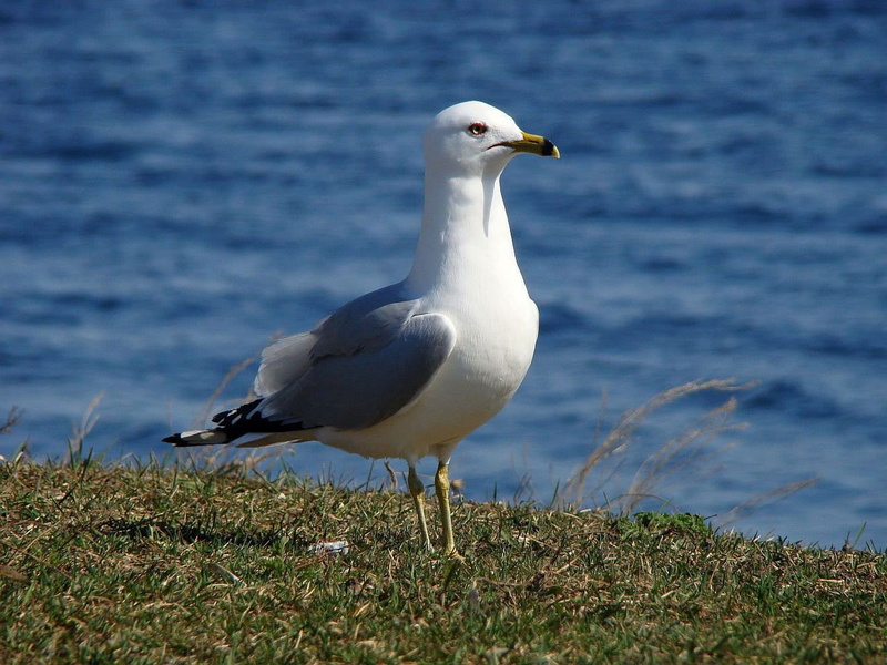 water, Laridae, animal themes, animals in the wild, vertebrate, no people, sea, 720P, day, Bird, nature, land, animal wildlife, focus on foreground, beach