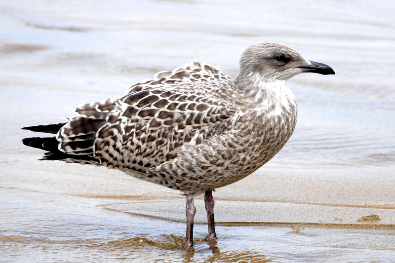 bird, flying, animals in the wild, fly, nature, landscape, photography, natural, heron, coast, gull-billed, no people, animal themes, ridibundus, seagull