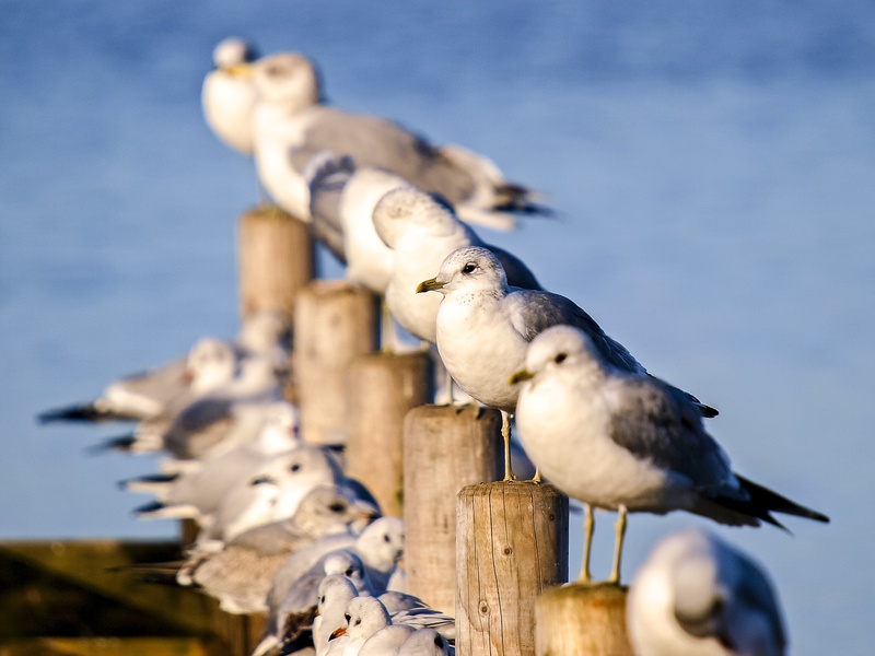 perching, no people, day, seagull, blue, nature, two animals, animal wildlife, outdoors, animal themes, animals in the wild, water bird, wood - material