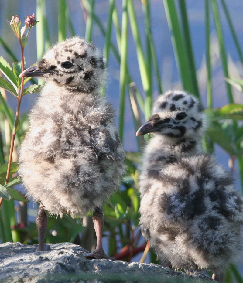 group of animals, nature, animals in the wild, young animal, canus, animal wildlife, bird, animal, animals, mew, vertebrate, two animals, close-up, chicks