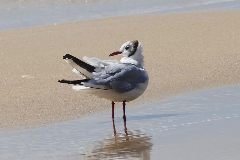 animal, coast, sea, river, animal wildlife, nature, sky, one animal, no people, vertebrate, wing, horizontal, wildlife, bird, fly, mew, gull, seabird, animal themes