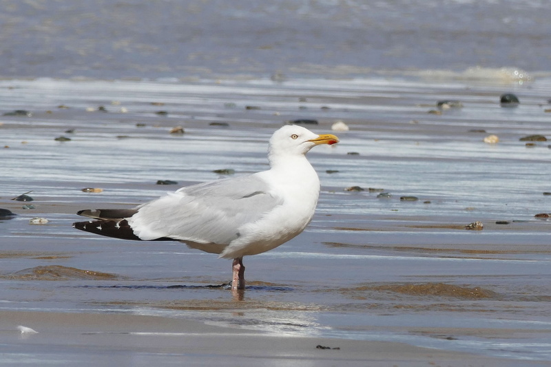 sea, seabird, flying, flight, coast, animal wildlife, orientation, land, gull, mew, wildlife, animal, chroicocephalus, natural, nature, water bird, seagull