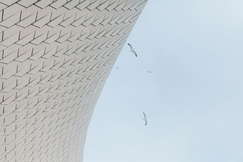 neighborhood, birds, sea mew, mid-air, spread wings, flying, outdoors, nature, animal wildlife, animal themes, vulture, gliding, seagull, low angle view