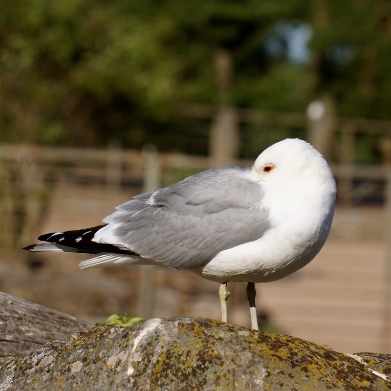 animal themes, outdoors, animals In The Wild, rock, perching, day, wildlife, animal wildlife, under the wing of the nose, one animal, bird, rock - object