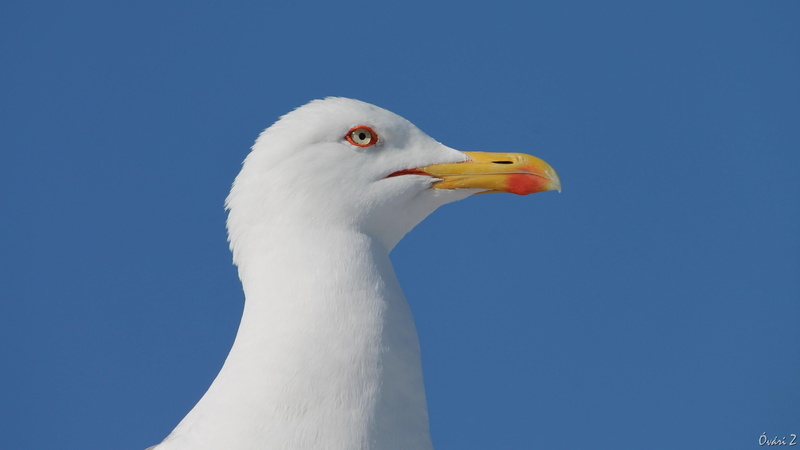 sea mew, animal wildlife, animal themes, animals in the wild, close-up, sky, clear sky, no people, animal head, nature, animal neck, bird, blue, beak, vertebrate