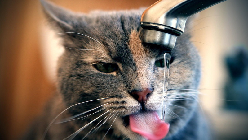 animals, toungue, cute, 1080P, thirsty, water, funny, cat