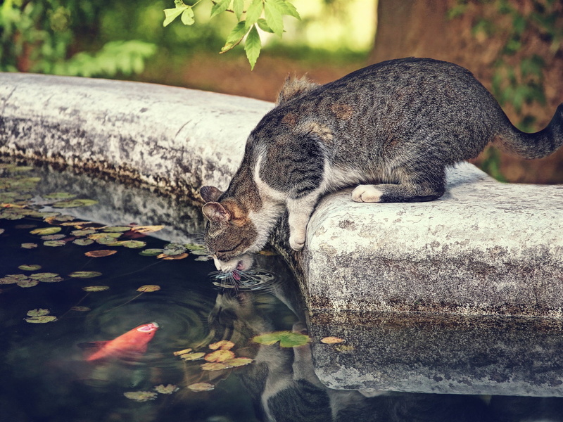 Cat, 1080P, Water, Thirsty, Fish