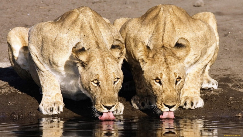 outdoors, animal wildlife, reflection, mammal, lioness, feline, animals in the wild, drink, animal, animal themes, lioness drinking water, nature, 2K