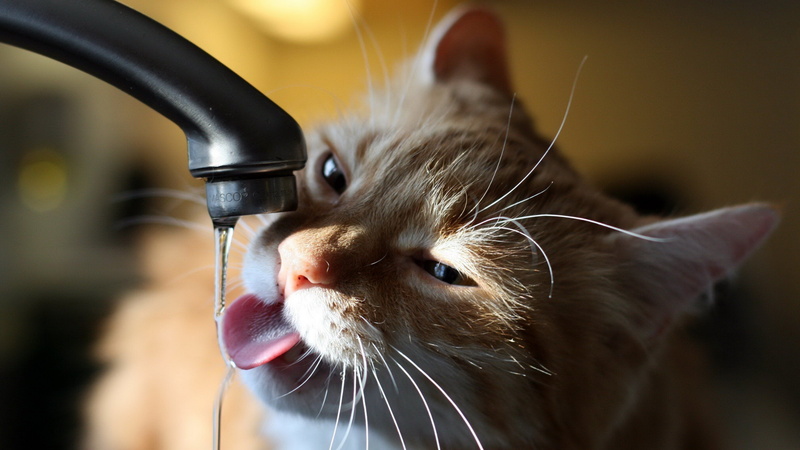 animal body part, cats drink water from faucet image, animal head, 4K, animal nose, animal themes, animal mouth, pets, mammal, domestic, running water